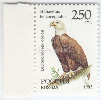 марка Россия 250 рублей "Белоголовый орлан" 1993 год